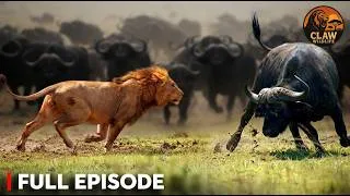 Thumbnail: Apex Predators vs Prey: Africa’s Deadliest Battles for Survival | Wildlife Documentary