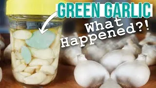 Thumbnail: WHY GARLIC TURNS GREEN (or blue) IN VINEGAR & FERMENTATIONS - Is Green Garlic Safe To Eat?