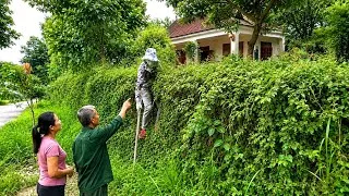 Thumbnail: The young woman paid us $500 to trim fenc and clean up this overgrown hedge | surprising results