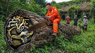 Thumbnail: The Mystery of the Giant Redwood | A Monster Python Hidden Inside the Ancient Tree