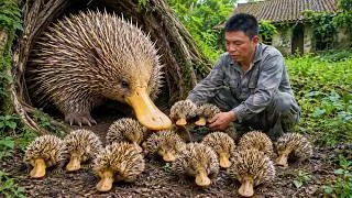 Thumbnail: Catching Rare Wild Echidnas from an Abandoned House | Giant Echidna Family Hidden Beneath a Tree