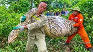 Thumbnail: Catching a Giant Python in an Abandoned House | The Biggest Python Ever Found