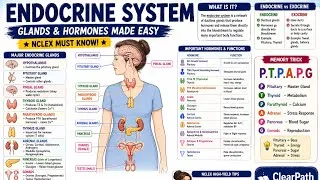 Thumbnail: Endocrine System Explained | Endocrine Glands & Hormones Made Easy | NCLEX