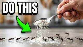 Thumbnail: Why Your Neighbor Never Has Ants — The Trick They Are Not Telling You!