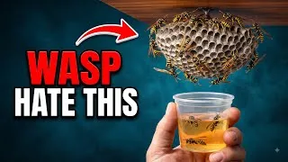 Thumbnail: Stop Running From Wasps — This Trap Destroys Their Entire Colony!