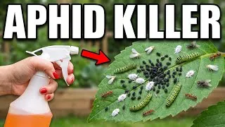 Thumbnail: The Clever Way Smart Homeowners Eliminate Aphids Forever!