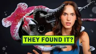 Thumbnail: The New Hunt for the Colossal Squid