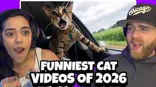 Thumbnail: Funniest Cat Clips 2026 | IMPOSSIBLE NOT TO LAUGH | Try Not to Laugh Challenge