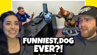 Thumbnail: When You Own a Dog With an IQ of 200 | Funniest Dog Ever! | DOGS PUT US TO SHAME! LOL (Reaction)