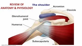 Thumbnail: MUSCULOSKELETAL EXAM - REVIEW OF ANATOMY & PHYSIOLOGY