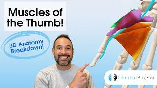 Thumbnail: Thumb Muscles Explained | Anatomy & Function for Physiotherapists