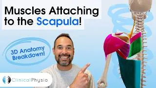 Thumbnail: Muscles That Attach to the Scapula | Anatomy Explained for Physiotherapists