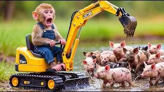 Thumbnail: Oh No! Little Monkey Accidentally Chased a Herd of Baby Pigs with His Excavator! 🐵🐷🚜 | Farm Work