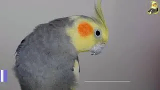 Thumbnail: Whistling Songs For Birds Cockatiel Training