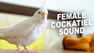 Thumbnail: Female Cockatiel Sound