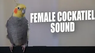 Thumbnail: FEMALE COCKATIEL SOUND FEMALE COCKATİEL SINGING