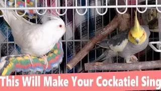 Thumbnail: WORKED %100 This Will Make Your Cockatiels Sing