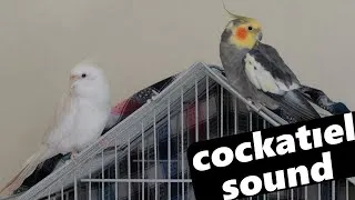 Thumbnail: PIED AND ALBINO COCKATIEL SOUNDS ON THE CAGE