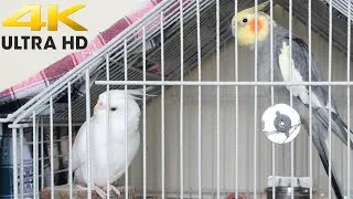 Thumbnail: Cockatiel Sounds- White and Pied Male Cockatiel Singing in Cage
