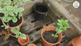 Thumbnail: Bishop Mike's Bees