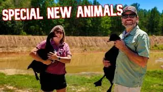 Thumbnail: Got 2 NEW Animals, & They Mean More Than You Know!