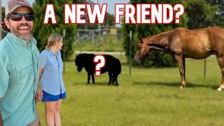 Thumbnail: Our Horse Gets An Unexpected New Friend!