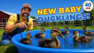 Thumbnail: Taking Care of Baby Ducklings With Farmer Jason 🦆 Learning About Animals For Toddlers & Preschoolers