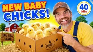 Thumbnail: Taking Care of Baby Chicks With Farmer Jason 🐤 Learning About Animals For Toddlers & Preschoolers