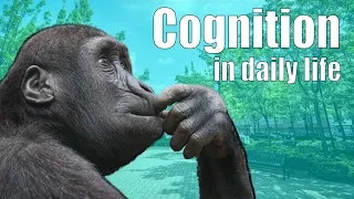 Thumbnail: Cognition in Daily Life