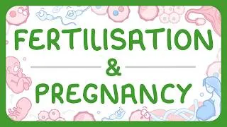 Thumbnail: KS3 Biology - Fertilisation & Pregnancy