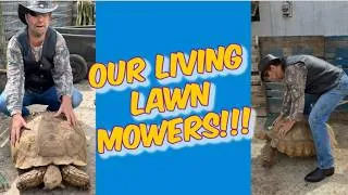 Thumbnail: Tortoises Mow My Lawn!