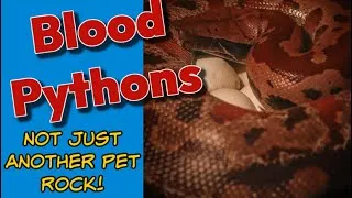 Thumbnail: BLOOD PYTHONS - NOT JUST ANOTHER PET ROCK!