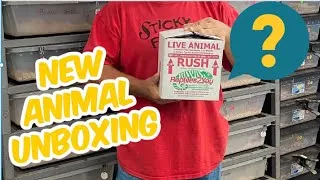 Thumbnail: New Reptile Unboxing At Cold Blood Creations