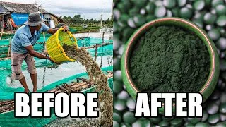 Thumbnail: The Truth About Spirulina Might Shock You