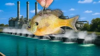 Thumbnail: Dropping Down LIVE BLUEGILLS and Caught a MONSTER! (Biggest of the Year!)
