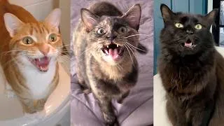 Thumbnail: 8 Cute Cats Meowing... Which Sound is Best?