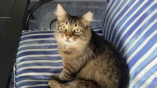 Thumbnail: Meet SQUATCH... a New Cat Family Member?!