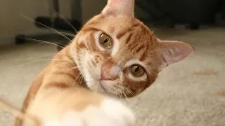 Thumbnail: Cat vs Random Inanimate Objects!
