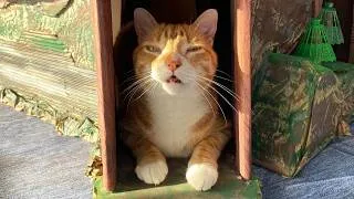 Thumbnail: We Built a Box Meowntain for Our Cats! 👽