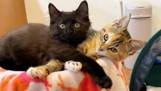 Thumbnail: 25 Mins of Cute Kitten Therapy! ❤️