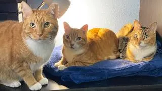 Thumbnail: 3 Cats, 1 Cat Bed - Marm and Calypso’s First Snuggle!