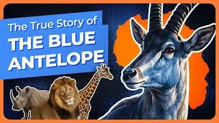 Thumbnail: The Untold Story of the Bluebuck: The Lost Blue Antelope of Africa