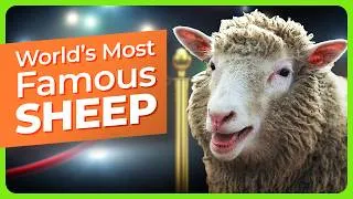 Thumbnail: 30 Years Since the Cloning of Dolly the Sheep