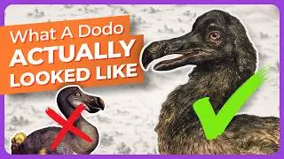 Thumbnail: Every Dodo You’ve Ever Seen Is Probably Wrong. These Aren’t.