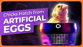 Thumbnail: World’s Most Advanced Artificial Egg Hatches Chicks