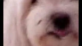 Thumbnail: my dogs how weird