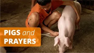 Thumbnail: Two families across the world are connected through prayer and the gift of pigs.