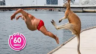 Thumbnail: You Will Die Laughing At These Animals 😂 60 Minutes Funniest Animal Videos of the Decade!