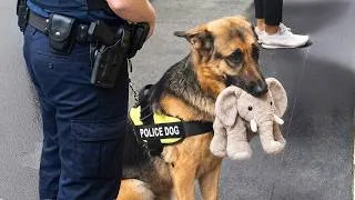 Thumbnail: Overdramatic Police Dogs Who Deserve an Oscar 😂 Funny German Shepherds