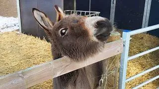 Thumbnail: Cute Farm Animals Being Absolutely Hilarious in 2026! 🤣 Funniest Animal Videos